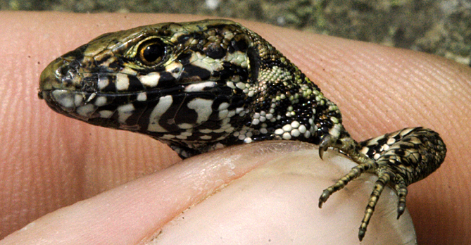 Wall Lizard (Podarcis muralis)
